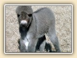  Dixieland Band as a foal